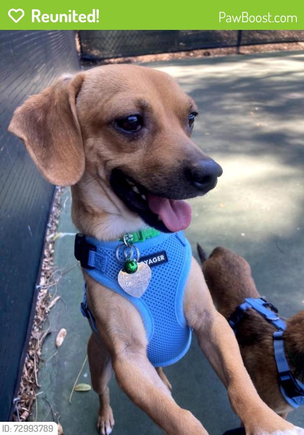 Reunited Male Dog last seen Bernardo Center Drive, San Diego, CA 92128