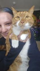 Reunited Male Cat last seen Last seen by our home. Got report today from lake village of 128th that he was spotted there, Thornton, CO 80241