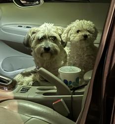 Reunited Female Dog last seen Tippicanoe & 6th st , San Bernardino, CA 92415