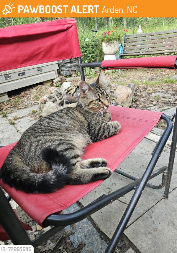 Found/Stray Female Cat last seen Gas station sweden creek, Arden, NC 28704