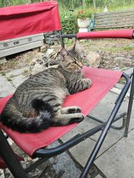 Found/Stray Female Cat last seen Gas station sweden creek, Arden, NC 28704