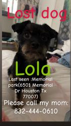 Lost Female Dog last seen Memorial park , Houston, TX 77007