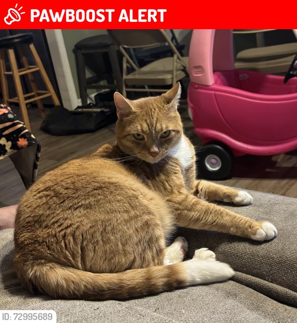 Lost Male Cat last seen Dusty Road and Charlestown Roas , Montgomery Township, PA 17236