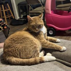 Lost Male Cat last seen Dusty Road and Charlestown Roas , Montgomery Township, PA 17236