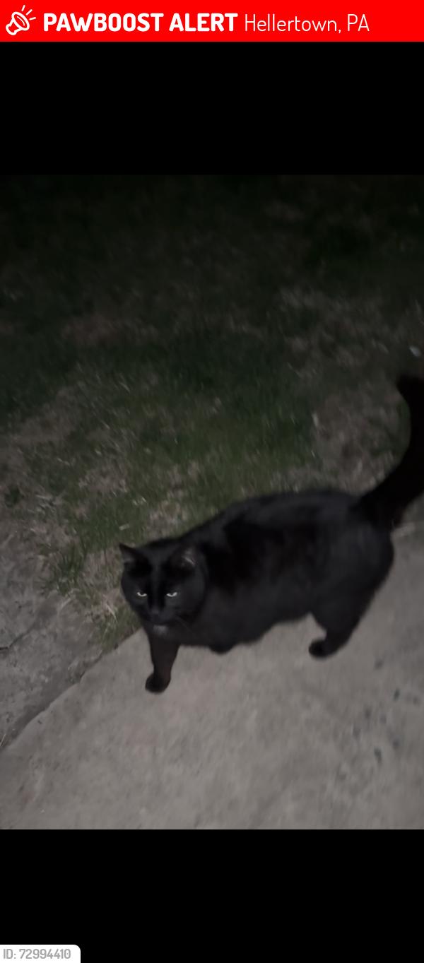 Lost Male Cat last seen Dunkin’ Donuts , Hellertown, PA 18055
