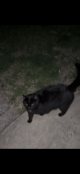 Lost Male Cat last seen Dunkin’ Donuts , Hellertown, PA 18055