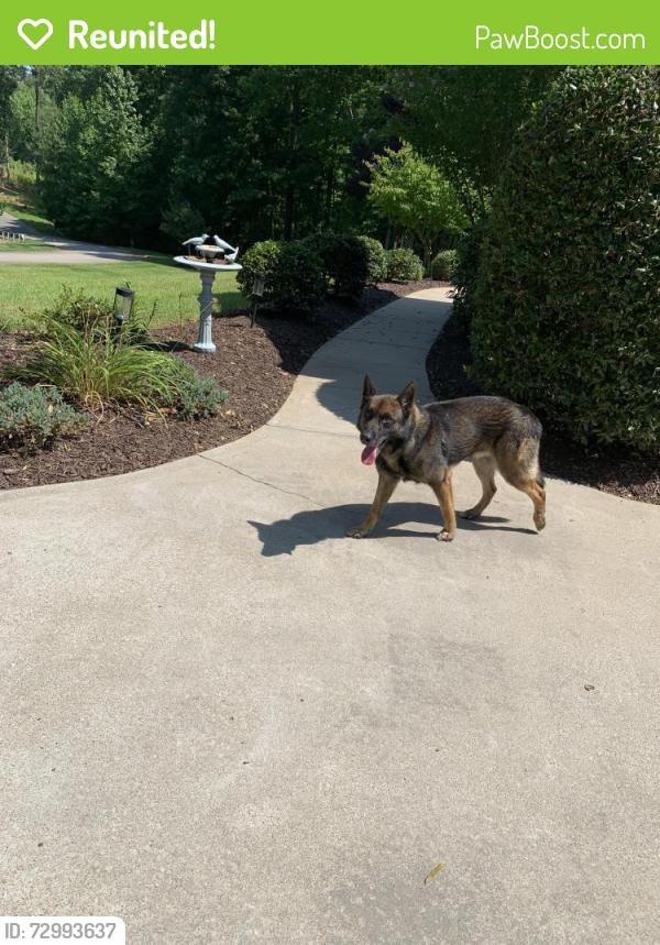 Reunited Male Dog last seen Layhill Drie and Brooks Crossing , Raleigh, NC 27606