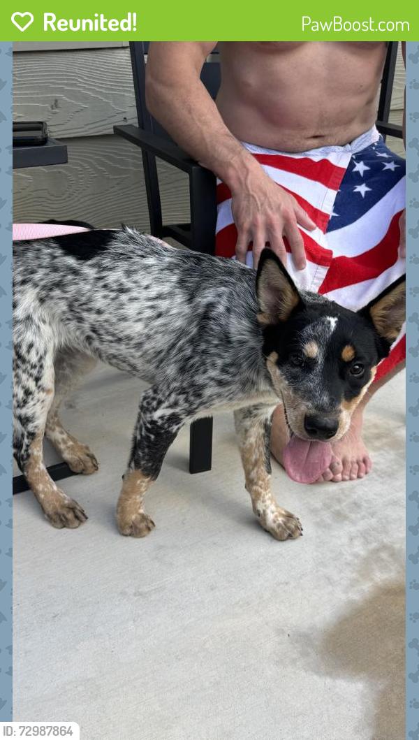 Reunited Female Dog last seen Roussau rd , in front of Nora forester elem school , San Antonio, TX 78245