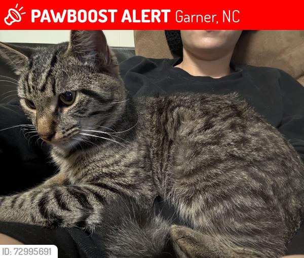Lost Male Cat last seen Vandora Springs Rd, Garner, NC 27529