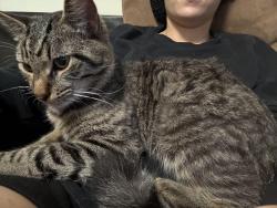 Lost Male Cat last seen Vandora Springs Rd, Garner, NC 27529