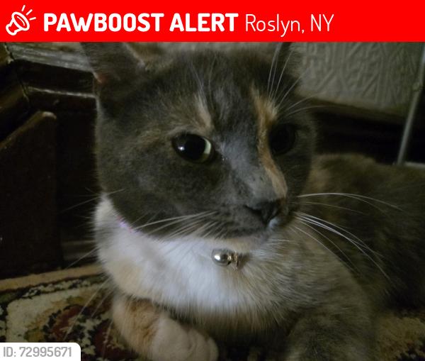 Lost Female Cat last seen Near the formal garden , Roslyn, NY 11577