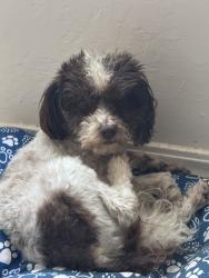 Reunited Male Dog last seen Near N Ann Arbor Ave, Oklahoma City, OK 73127, USA, Oklahoma City, OK 73127
