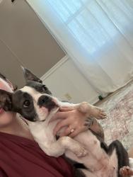 Reunited Female Dog last seen Salem church rd , Lincolnton, NC 28092