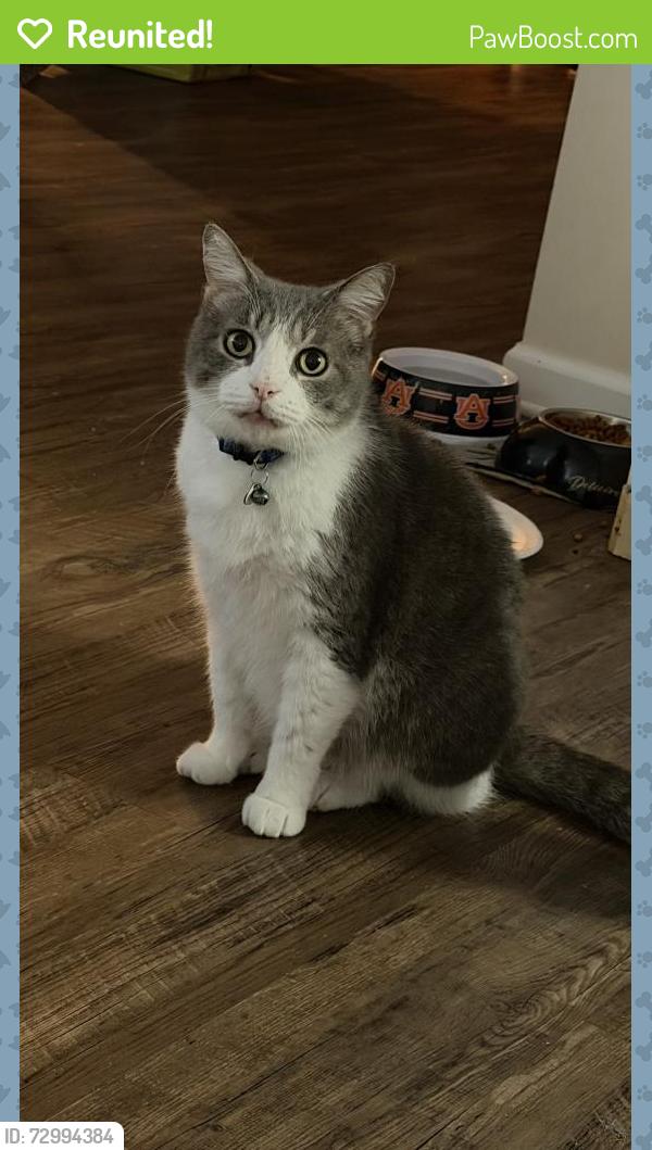 Reunited Male Cat last seen Paradise Lane, Bessemer, AL 35022
