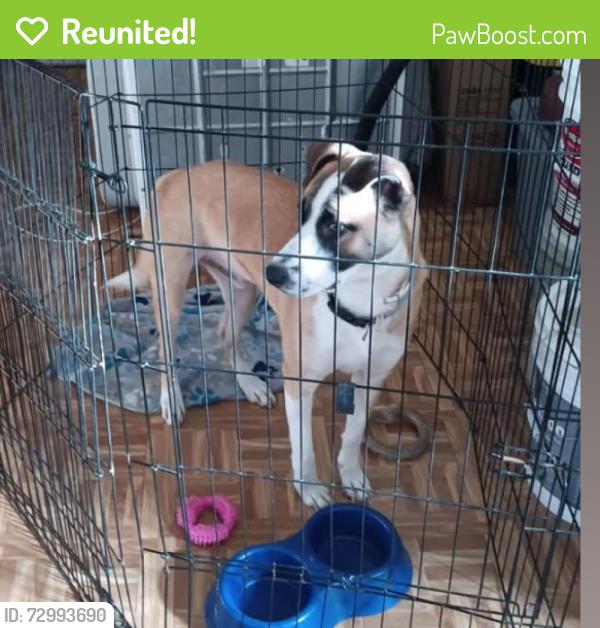 Reunited Male Dog last seen Near Anita st Chula Vista 91910, Chula Vista, CA 91911