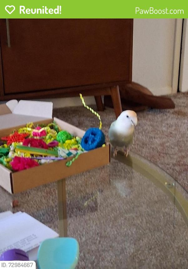 Reunited Female Bird last seen Hwy 99, Vancouver, WA 98665