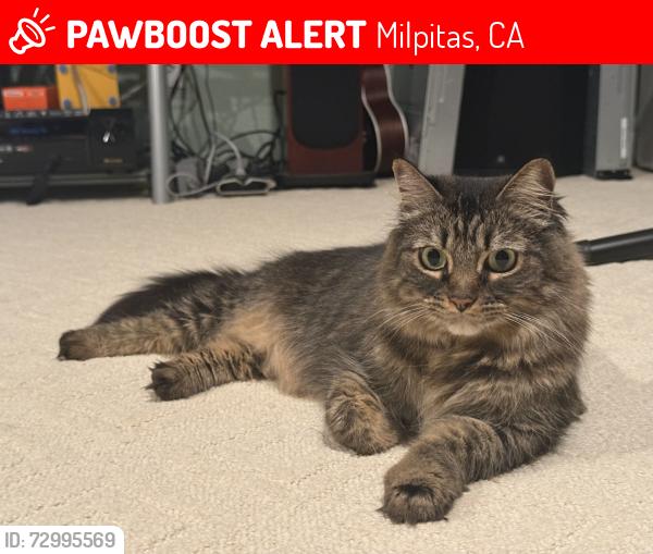 Lost Female Cat last seen Around Gill Park, Hillview Drive, Milpitas, CA 95035