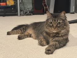 Lost Female Cat last seen Around Gill Park, Hillview Drive, Milpitas, CA 95035