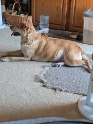 Reunited Female Dog last seen State St. between 4th & 5th in Brighton, MI, Brighton, MI 48116