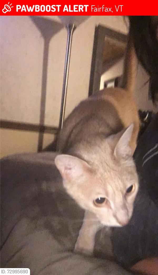 Lost Male Cat last seen there was a farm, Fairfax, VT 05454