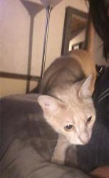 Lost Male Cat last seen there was a farm, Fairfax, VT 05454
