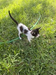 Found/Stray Unknown Cat last seen Mistletoe Way, Mesquite, TX 75150