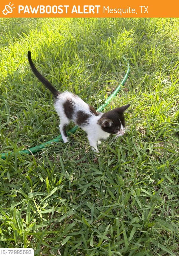 Found/Stray Unknown Cat last seen Mistletoe Way, Mesquite, TX 75150