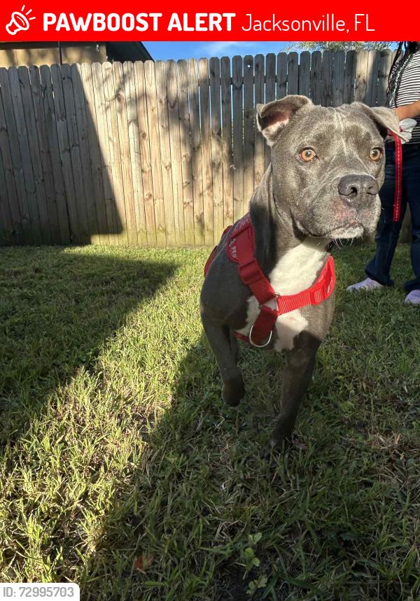 Lost Male Dog last seen Kona ave & century, Jacksonville, FL 32211