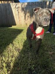 Lost Male Dog last seen Kona ave & century, Jacksonville, FL 32211