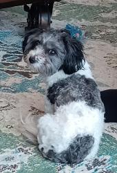 Reunited Female Dog last seen Rawson and 17th Ave, South Milwaukee, WI 53172