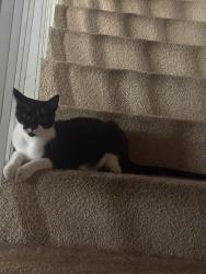 Lost Male Cat last seen YMCA rolling wood, Fair Oaks, CA 95628