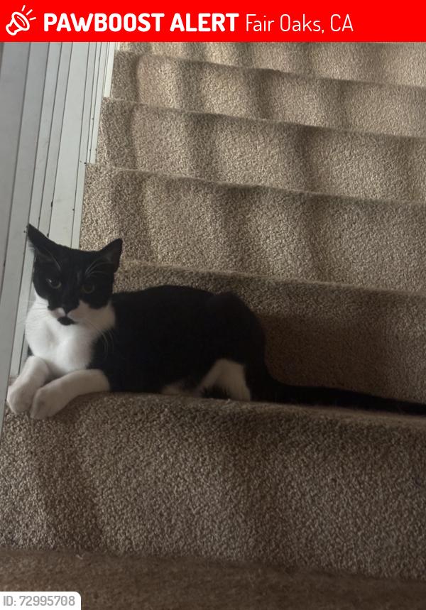 Lost Male Cat last seen YMCA rolling wood, Fair Oaks, CA 95628