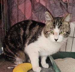 Reunited Female Cat last seen Golden horn and Garden Springs, Fort Worth, TX 76123