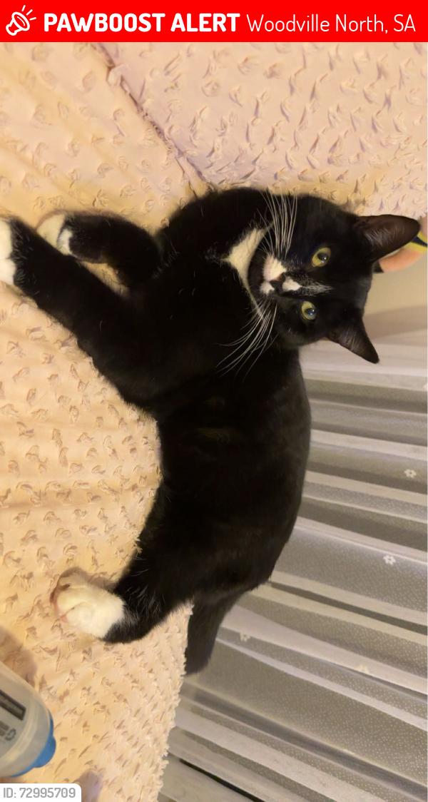 Lost Female Cat last seen Near Edgecombe st, Woodville North, SA 5012