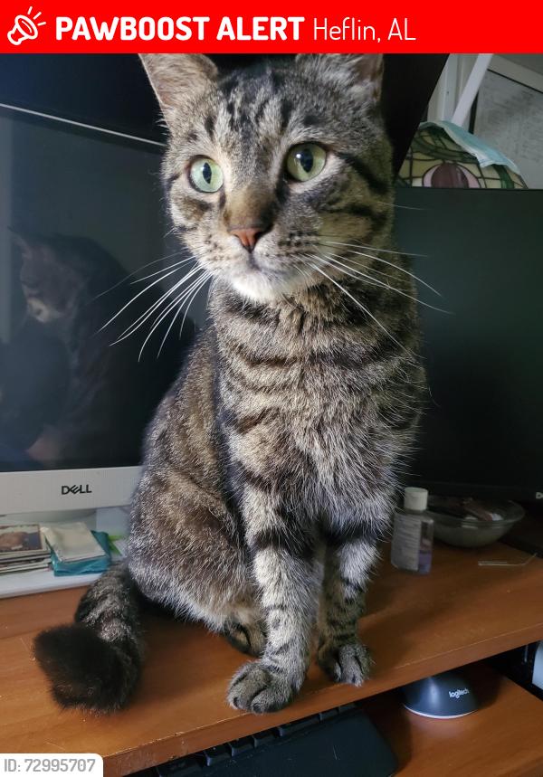 Lost Male Cat last seen Near AL-46 Loves Truck Stop, Heflin, AL 36264