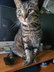 Lost Male Cat last seen Near AL-46 Loves Truck Stop, Heflin, AL 36264