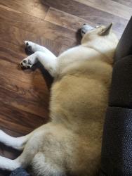 Reunited Male Dog last seen Mcwade and ritter, Homeland, CA 92548
