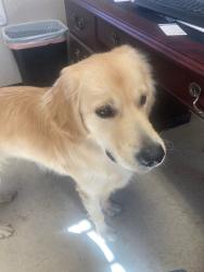 Found/Stray Male Dog last seen Southmore, Houston, TX 77004