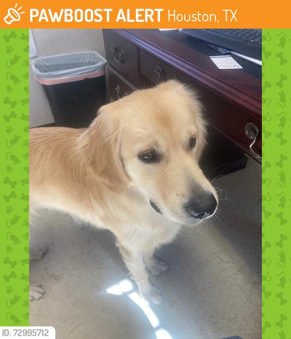Found/Stray Male Dog last seen Southmore, Houston, TX 77004