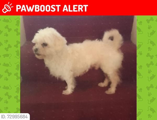 Lost Male Dog last seen Wandsworth Bridge Road, Greater London, England SW18 4AD