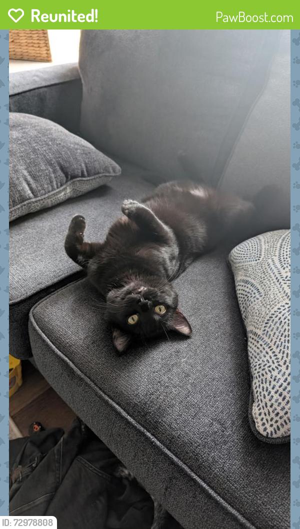 Reunited Male Cat last seen S 3rd Ave Lowell Neighborhood, Everett, WA 98201