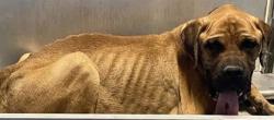 Shelter Stray Male Dog last seen Near WHITE, CITY of El Paso, TX, 5001 Fred Wilson Ave, El Paso, TX 79906, USA