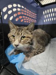 Shelter Stray Male Cat last seen Near 89th Ave, Oakland, CA, 1101 29th Ave, Oakland, CA 94601, USA