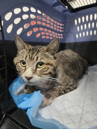Shelter Stray Male Cat last seen Near 89th Ave, Oakland, CA, 1101 29th Ave, Oakland, CA 94601, USA