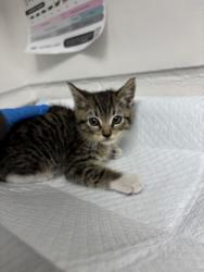 Shelter Stray Male Cat last seen Near Kerwin Ave, Oakland, CA, 1101 29th Ave, Oakland, CA 94601, USA