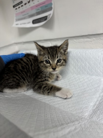 Shelter Stray Male Cat last seen Near Kerwin Ave, Oakland, CA, 1101 29th Ave, Oakland, CA 94601, USA