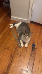 Lost Female Cat last seen Ave J and Ave I in Brooklyn 11230, Brooklyn, NY 11229