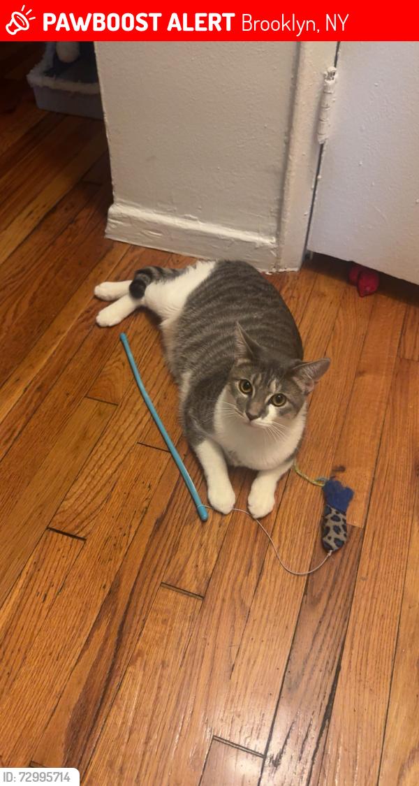 Lost Female Cat last seen Ave J and Ave I in Brooklyn 11230, Brooklyn, NY 11229