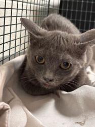 Shelter Stray Female Cat last seen Near tedford ln, Knox County GP, TN, 3201 Division St, Knoxville, TN 37919, USA