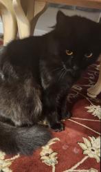 Lost Female Cat last seen Dwelling, New Braunfels, TX 78135